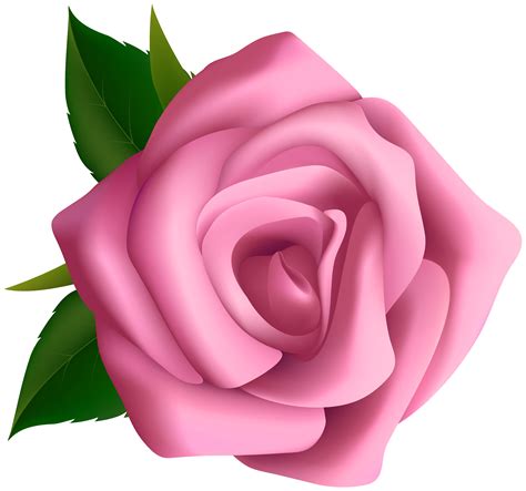 free pink rose clipart|free pink roses clip art.